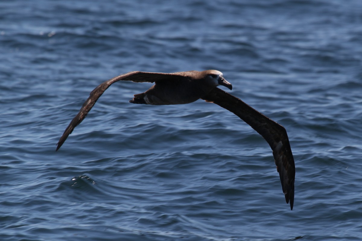 albatros černonohý - ML191002871