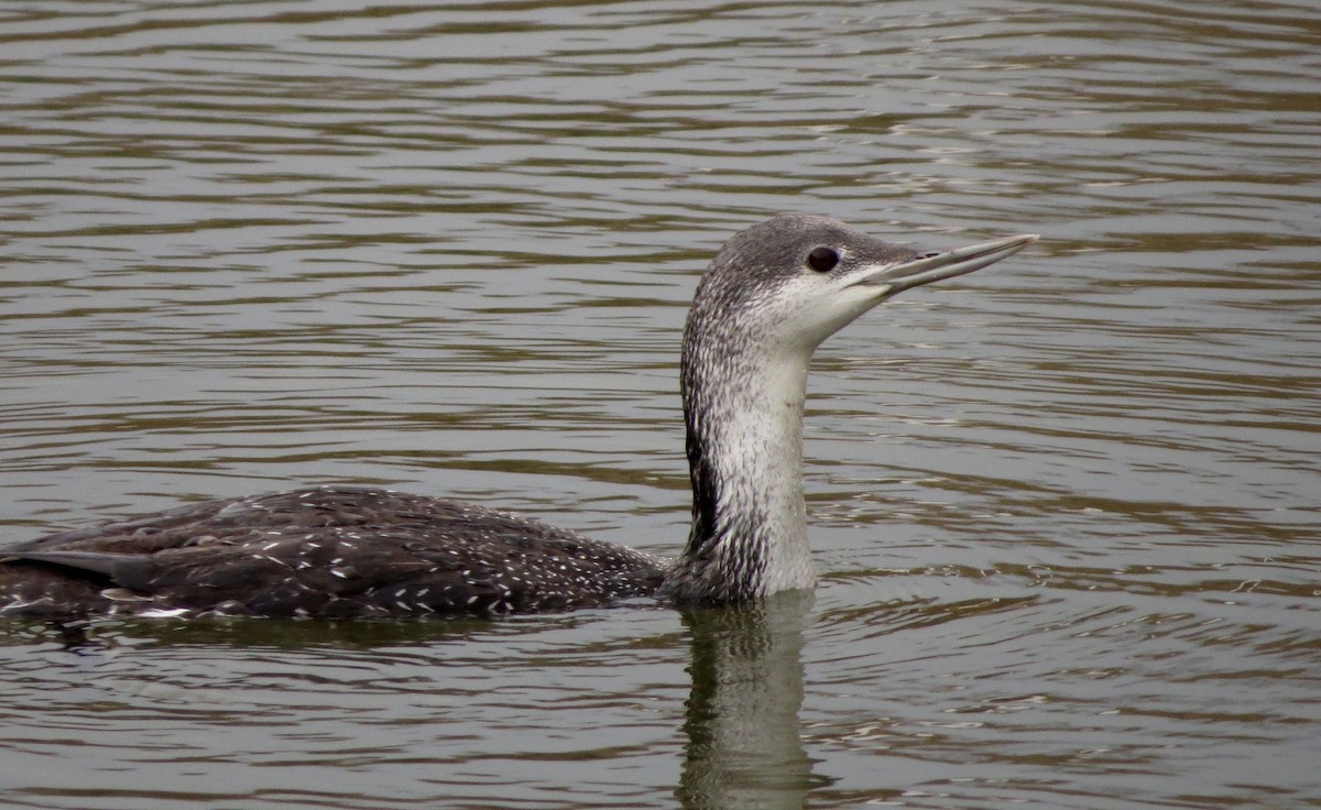 Red-throated Loon - ML191003691