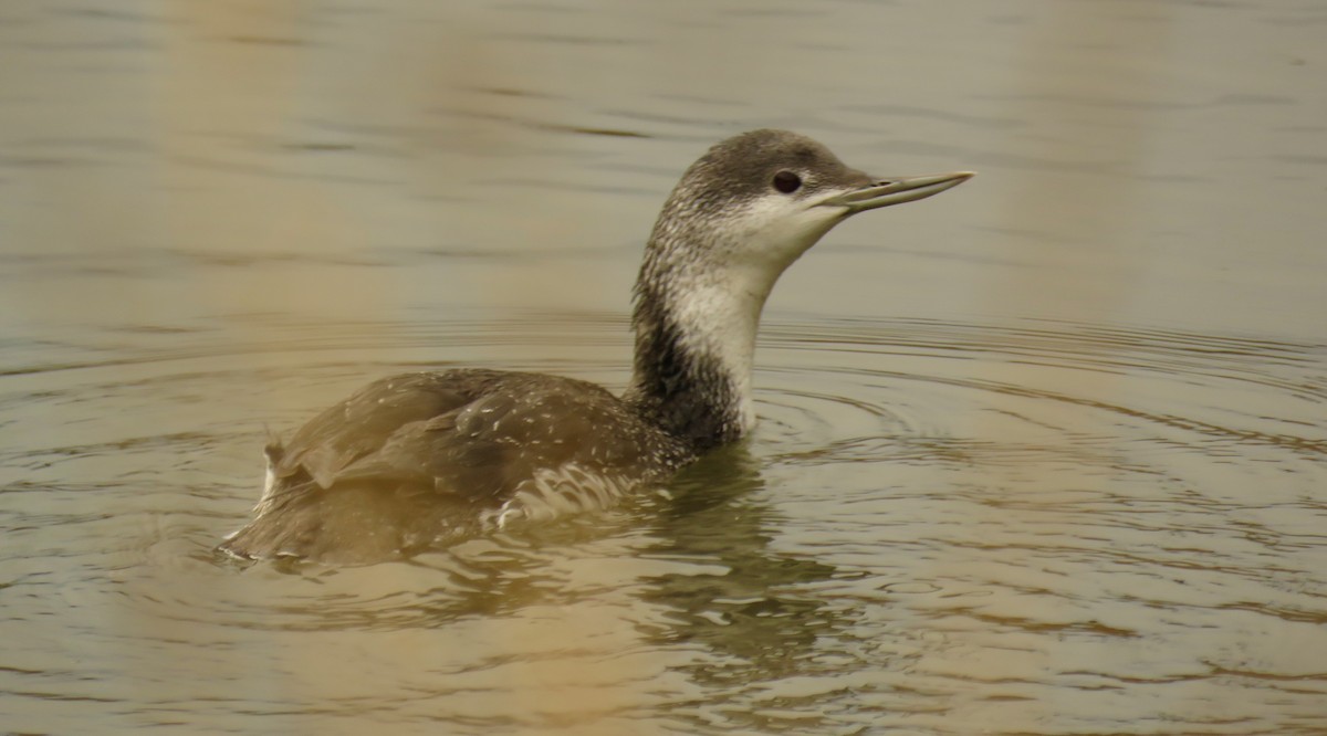 Red-throated Loon - ML191003701