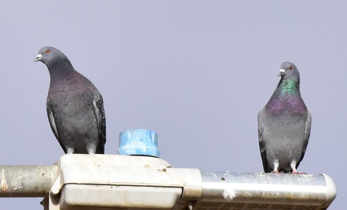 Rock Pigeon (Feral Pigeon) - ML191004051
