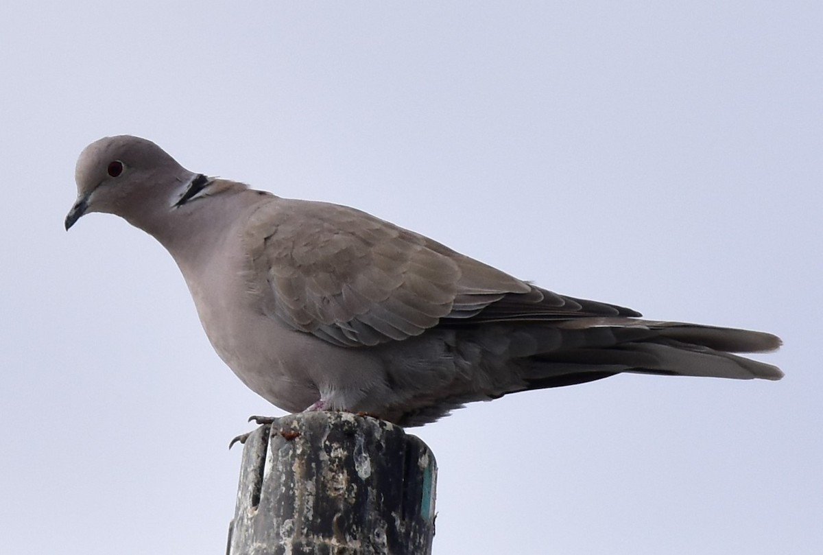 Eurasian Collared-Dove - ML191004081