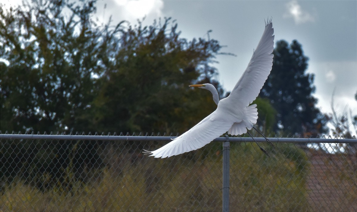 Great Egret - ML191004121