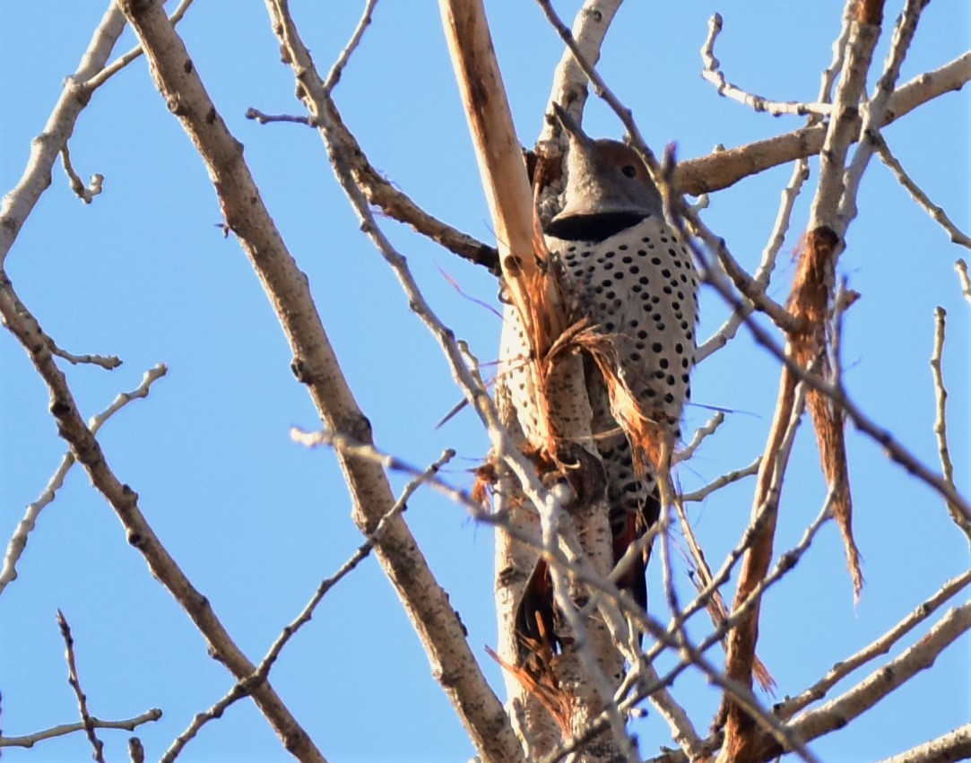 Carpintero Escapulario - ML191004331