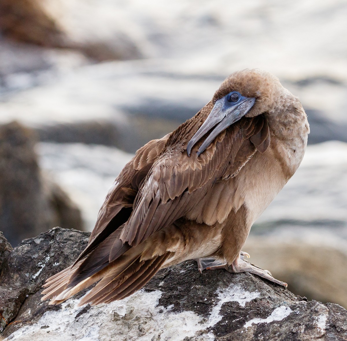 Red-footed Booby - Chezy Yusuf