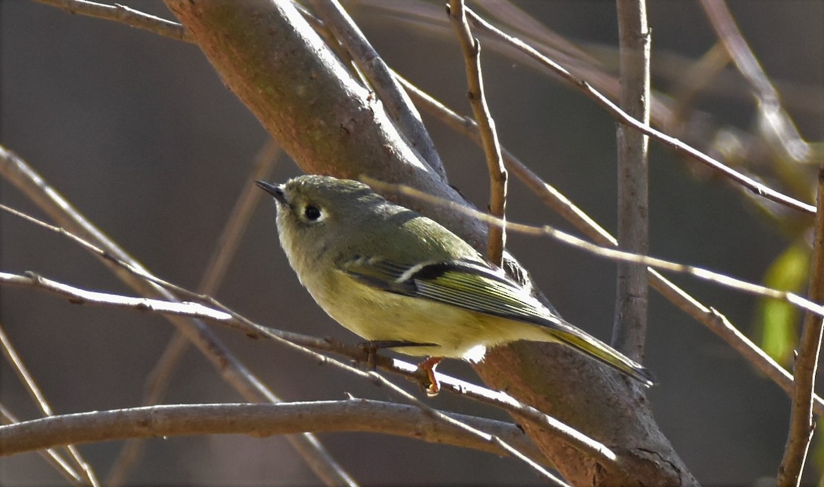 Ruby-crowned Kinglet - ML191004591