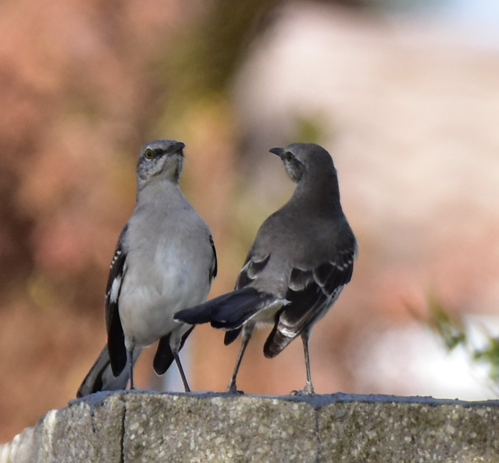 Northern Mockingbird - ML191004601