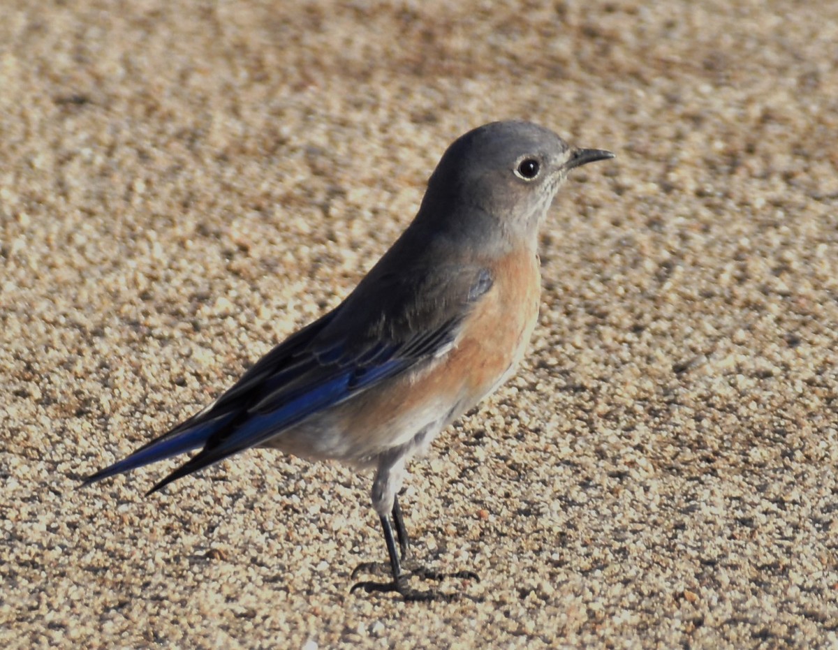 Western Bluebird - ML191004661