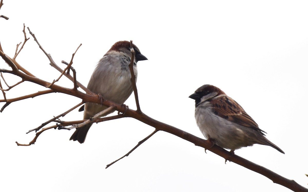 House Sparrow - Eric Jones