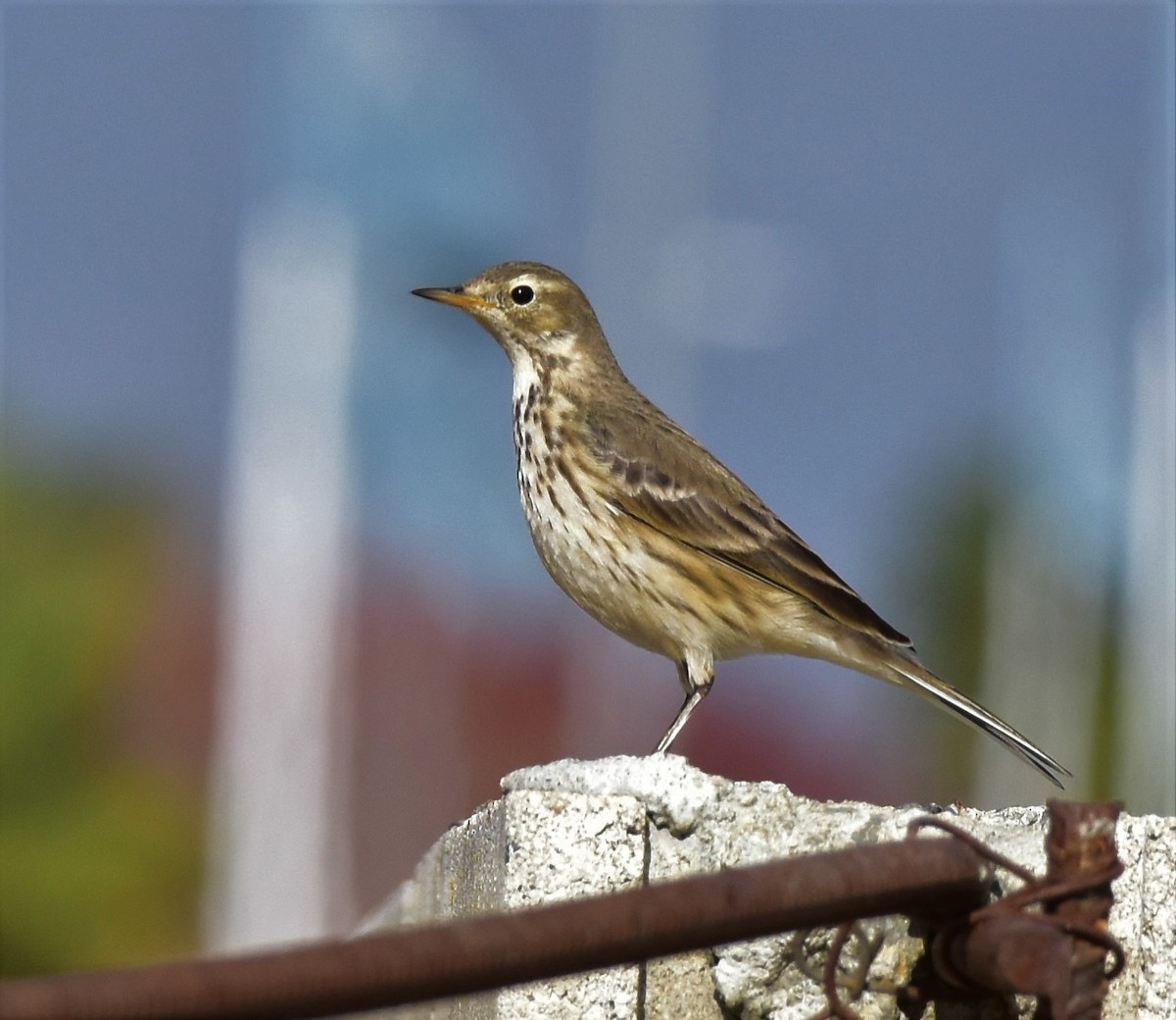 American Pipit - ML191004681