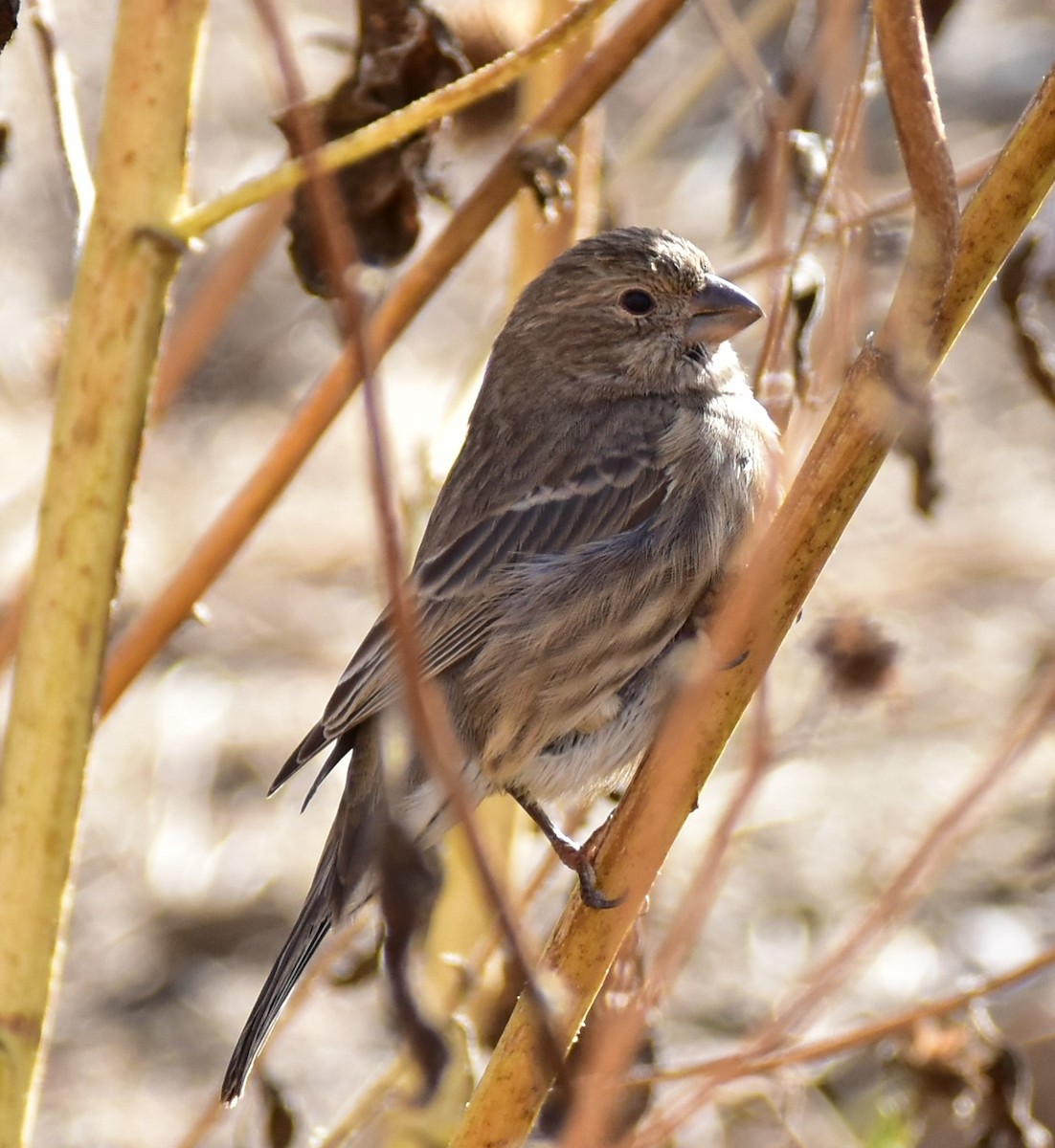 House Finch - ML191004701