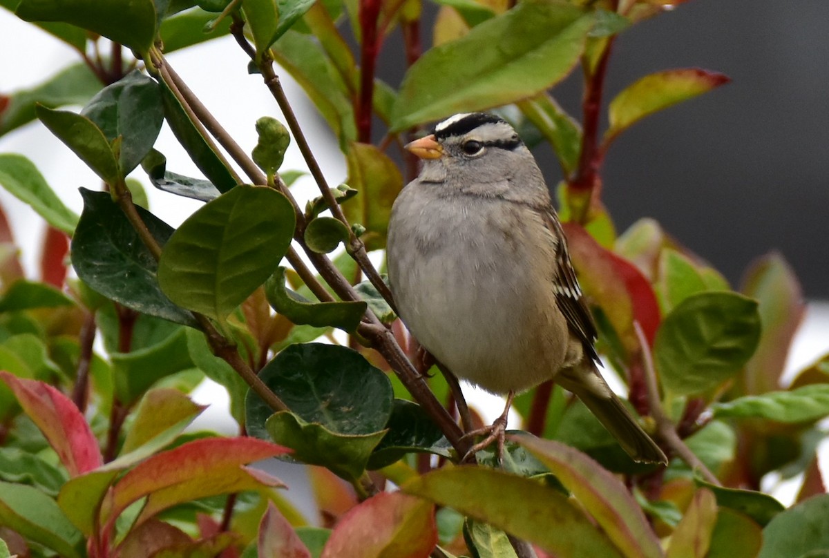 White-crowned Sparrow - Eric Jones