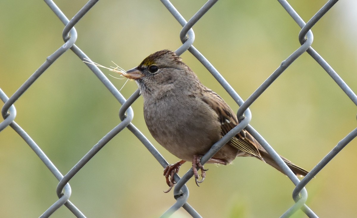 Golden-crowned Sparrow - ML191004751