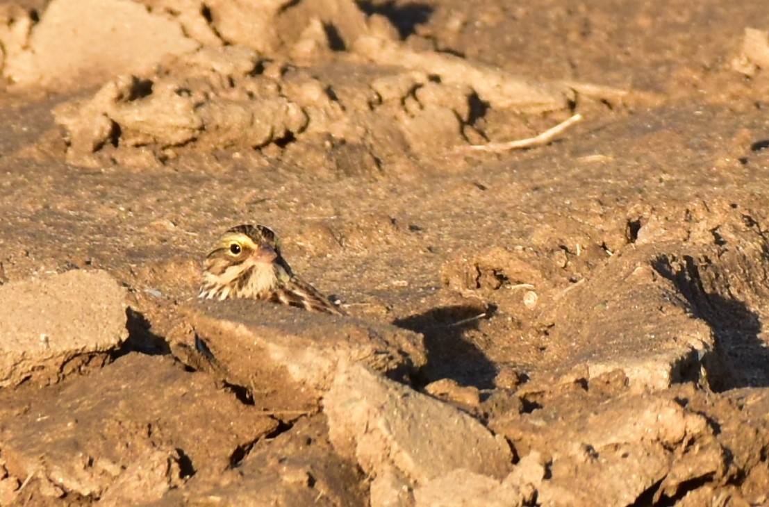 Savannah Sparrow - Eric Jones