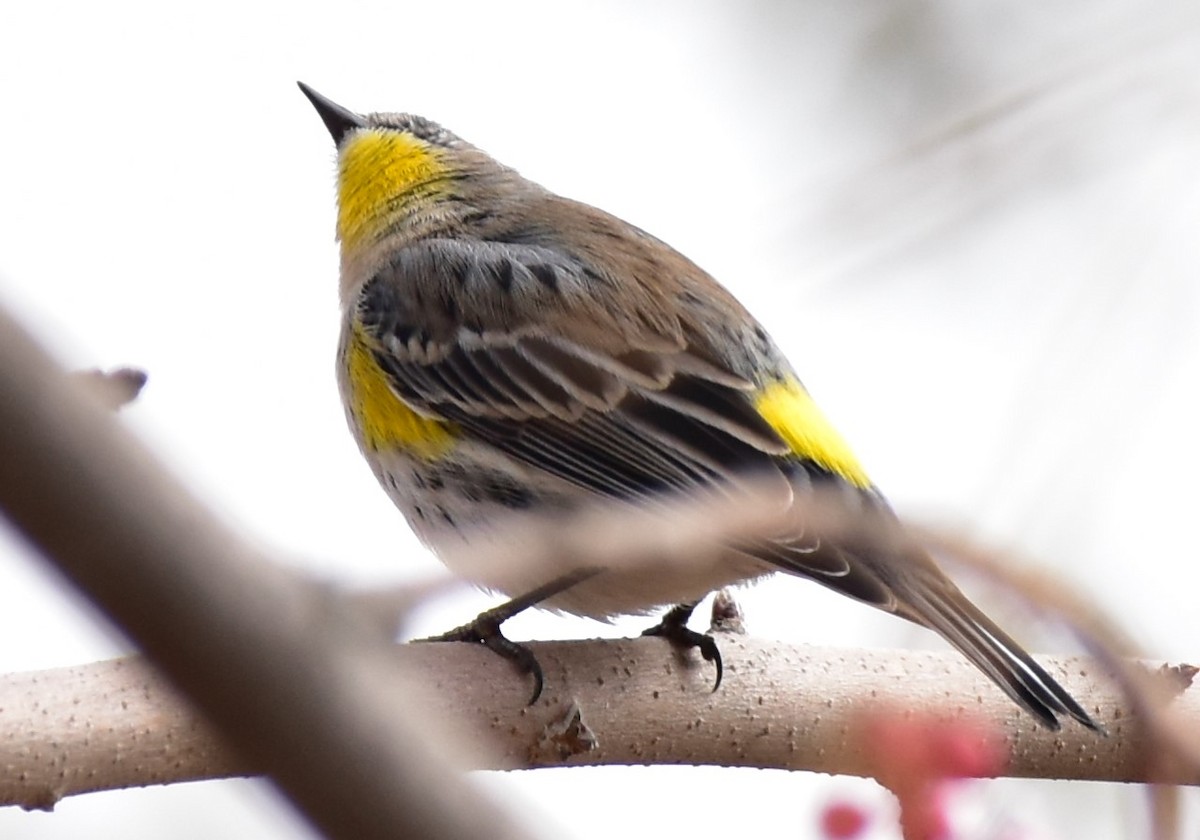 Yellow-rumped Warbler - ML191004791