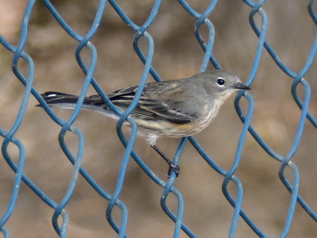 Yellow-rumped Warbler - Eric Jones