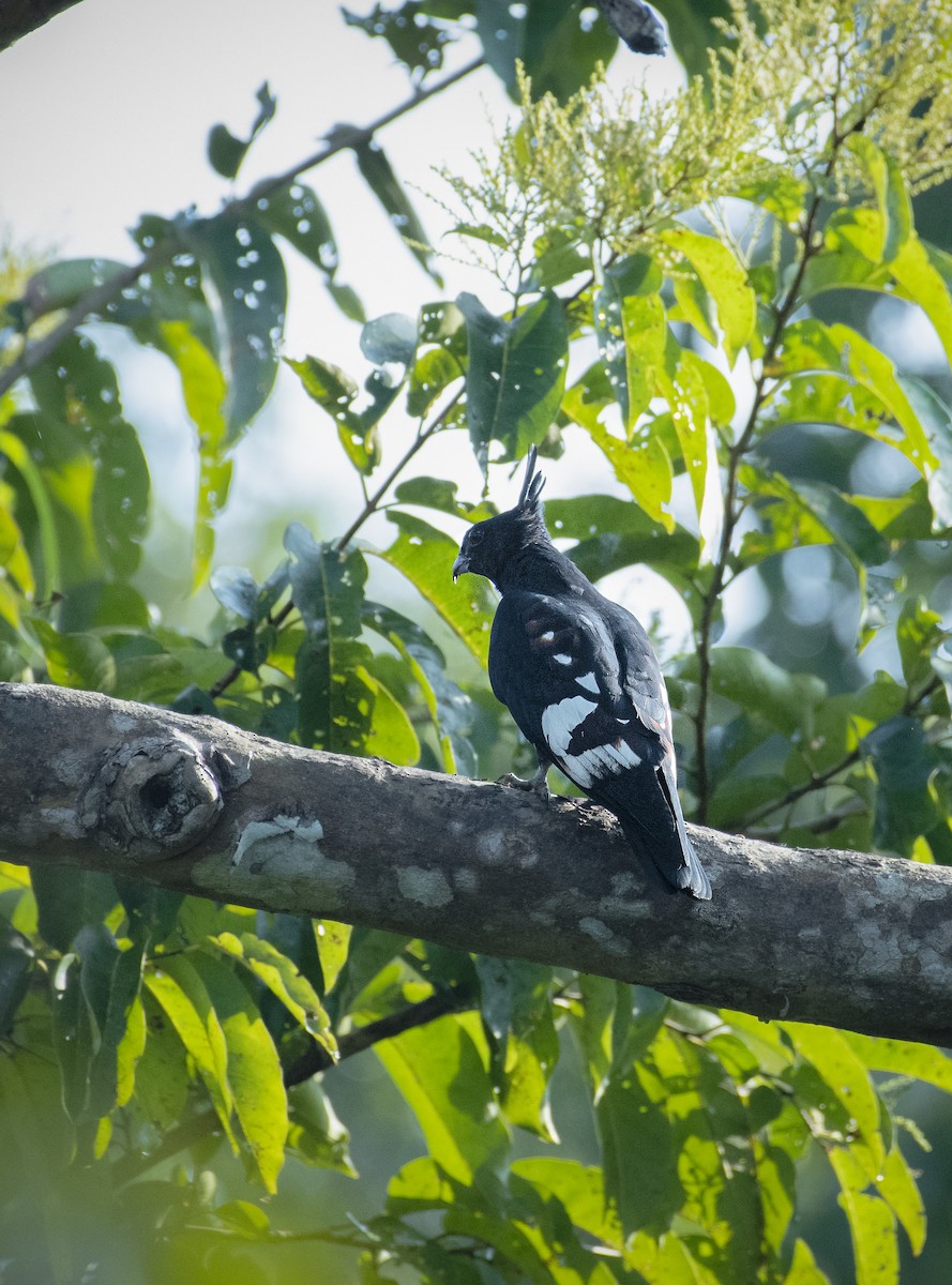 Black Baza - ML191004981