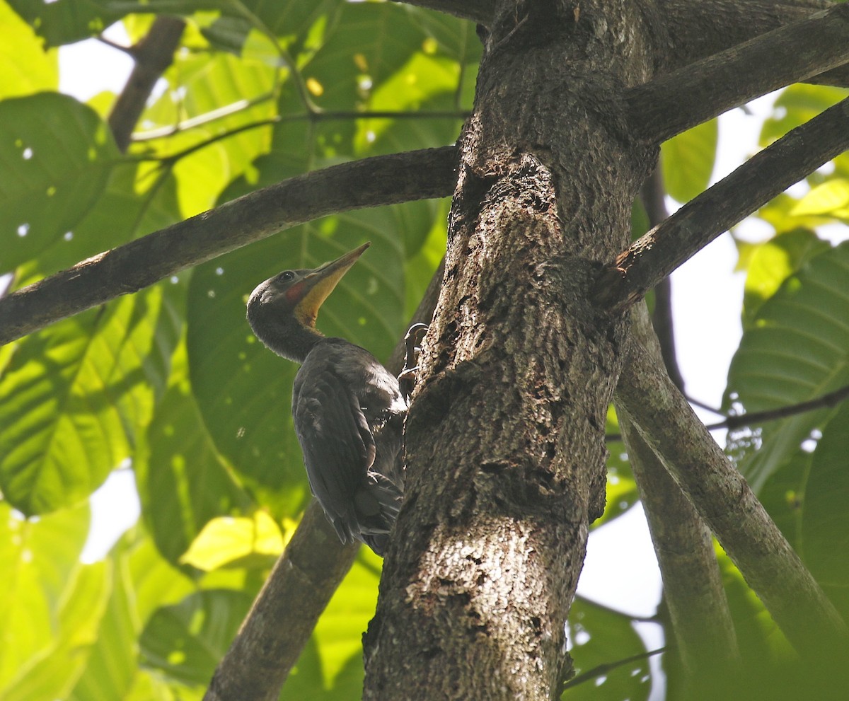 Great Slaty Woodpecker - ML191006081