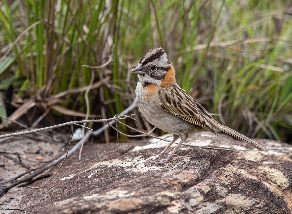 Rufous-collared Sparrow - Fernanda Fernandex