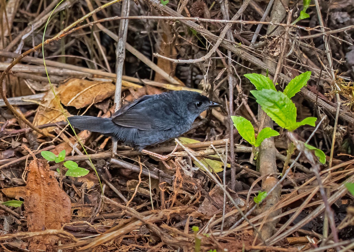 Churrín Palustre - ML191008711