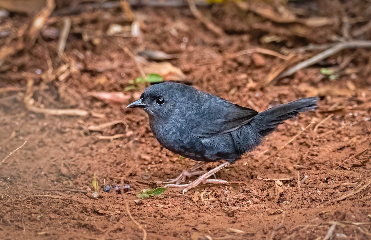 Marsh Tapaculo - ML191008941