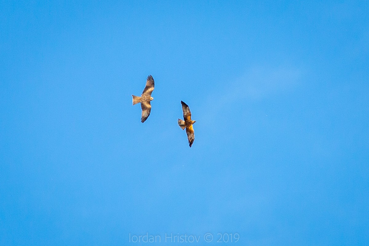 Black Kite - Iordan Hristov-- Freelance bird guide--NatureMonitoring.com