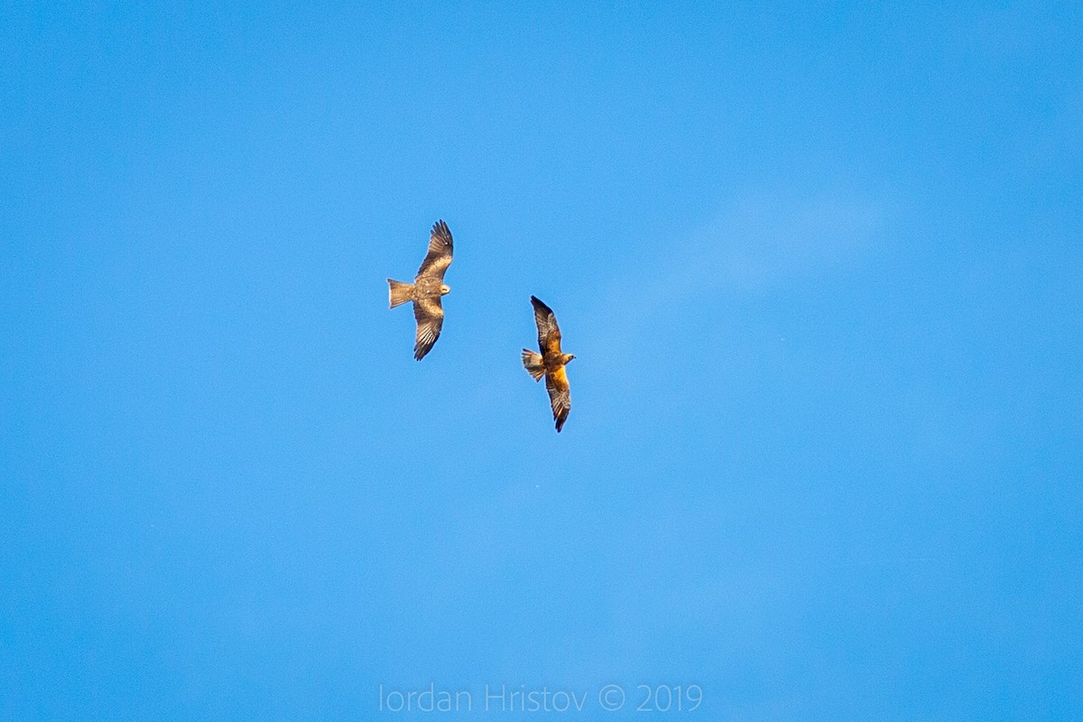 Black Kite - ML191009111