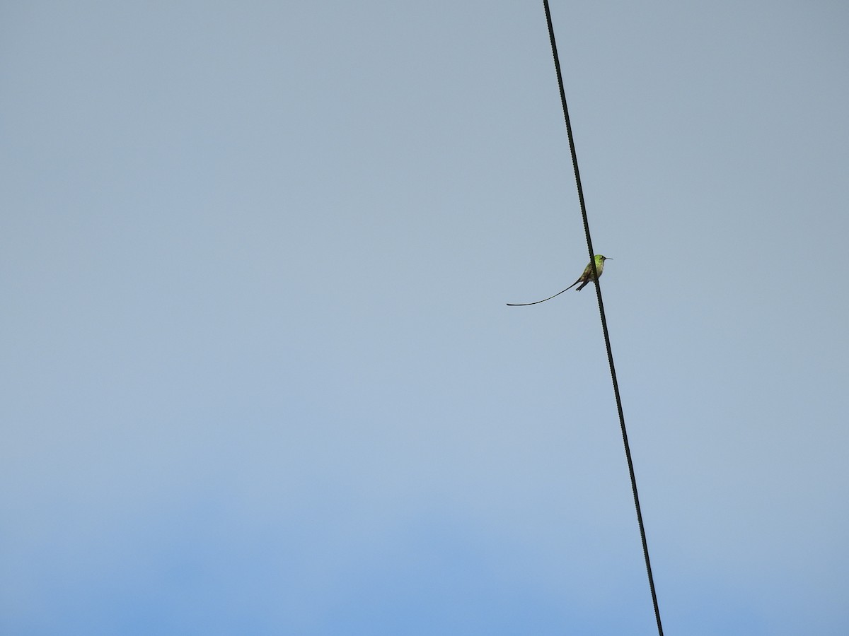 Uzun Kuyruklu Kolibri - ML191011281
