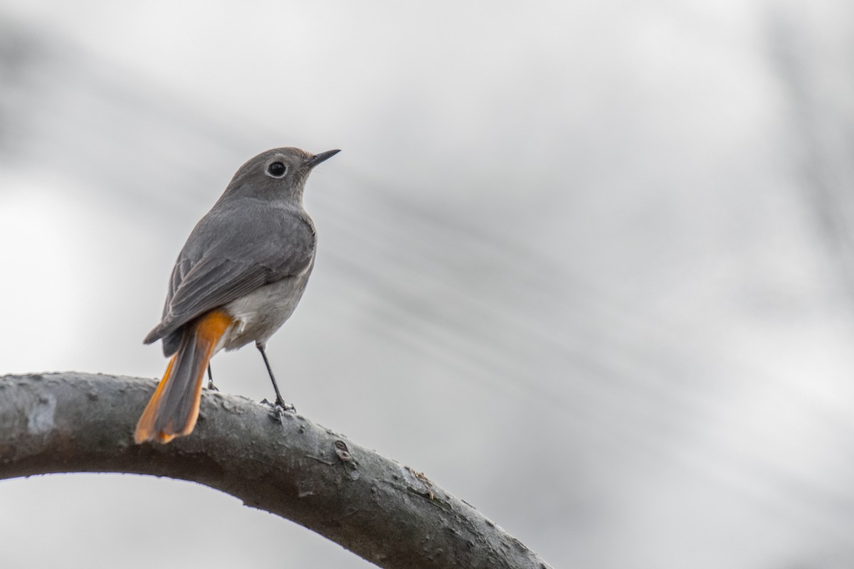 Hodgson's Redstart - Ian Hearn