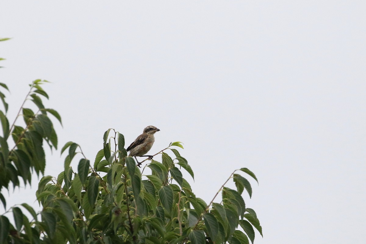 Bull-headed Shrike - ML191013681