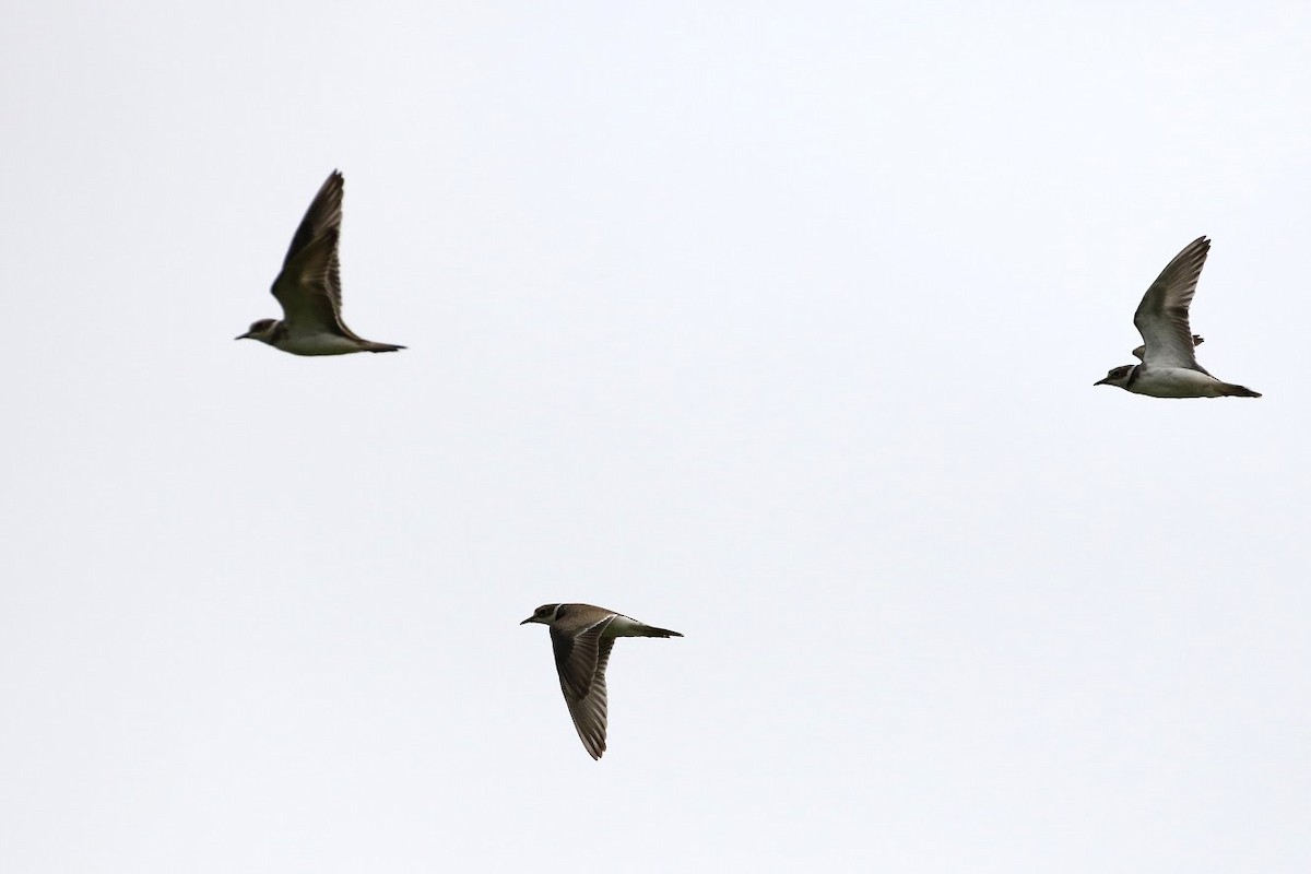 Long-billed Plover - ML191013691