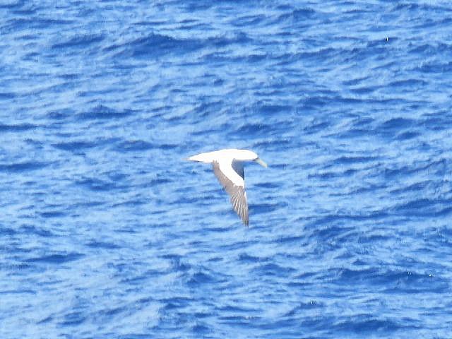 Masked Booby - ML191015651