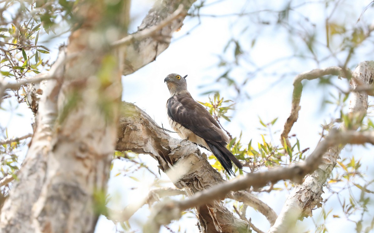 Pacific Baza - ML191015711