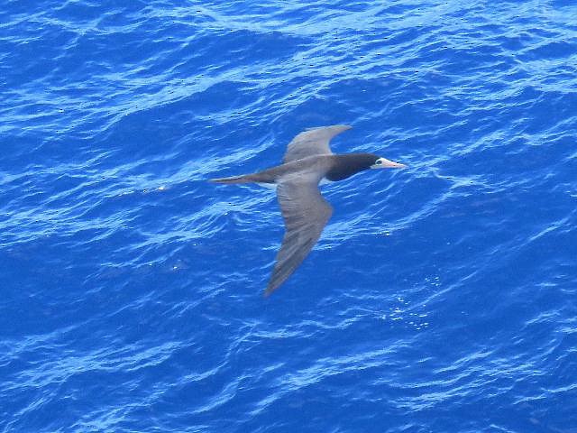 Brown Booby - ML191015931