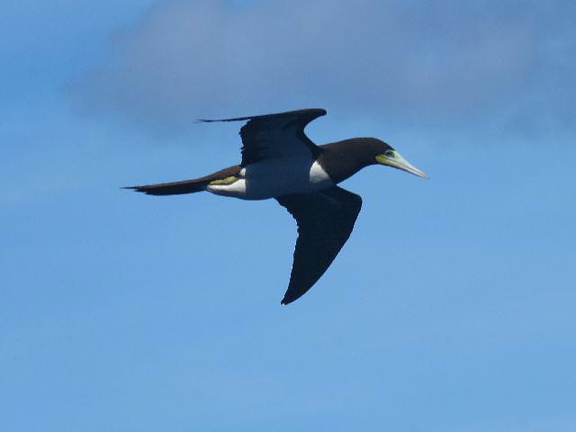 Brown Booby - Roy E. Peterson