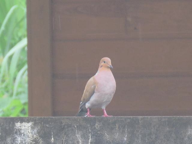 Zenaida Dove - ML191016061