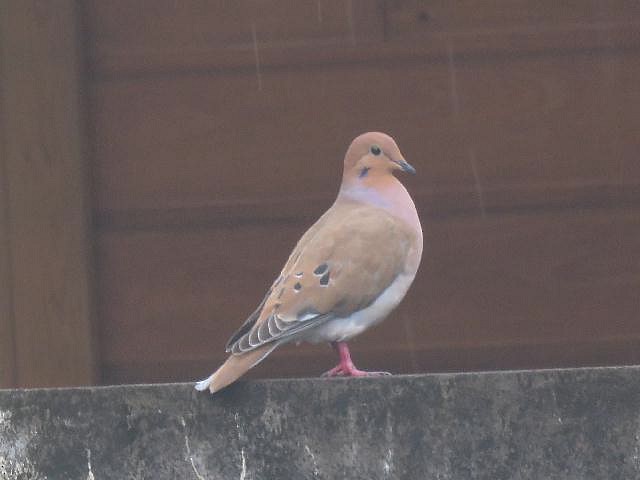 Zenaida Dove - ML191016081