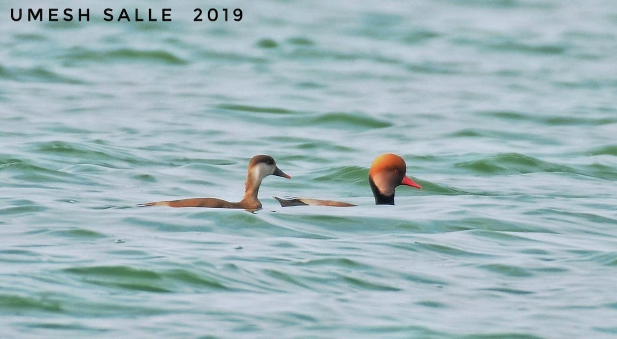 Red-crested Pochard - MH Rarities and Uncommoners (proxy account)