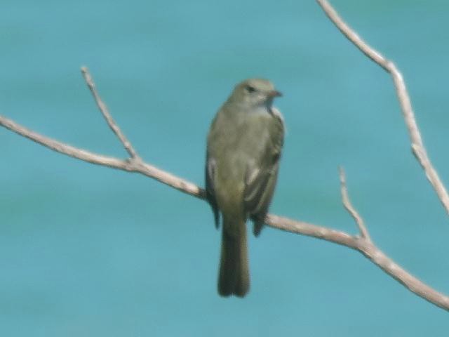 Caribbean Elaenia - ML191016131