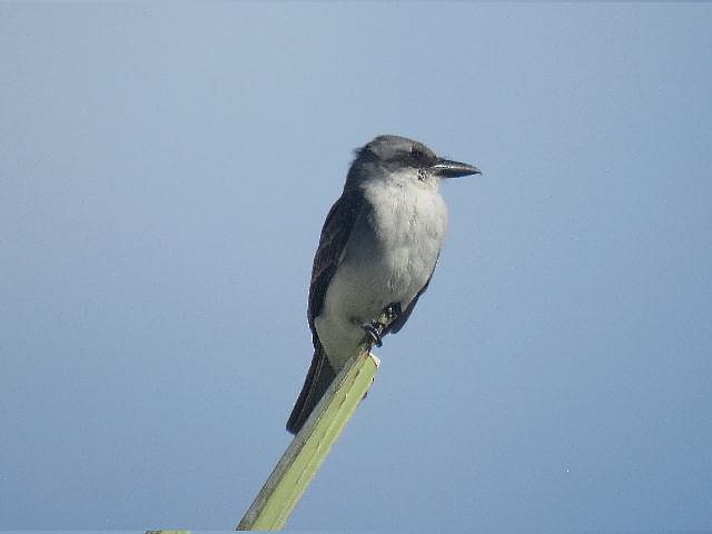 Gray Kingbird - ML191016191