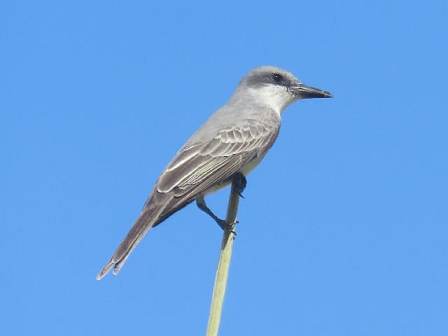 Gray Kingbird - ML191016211