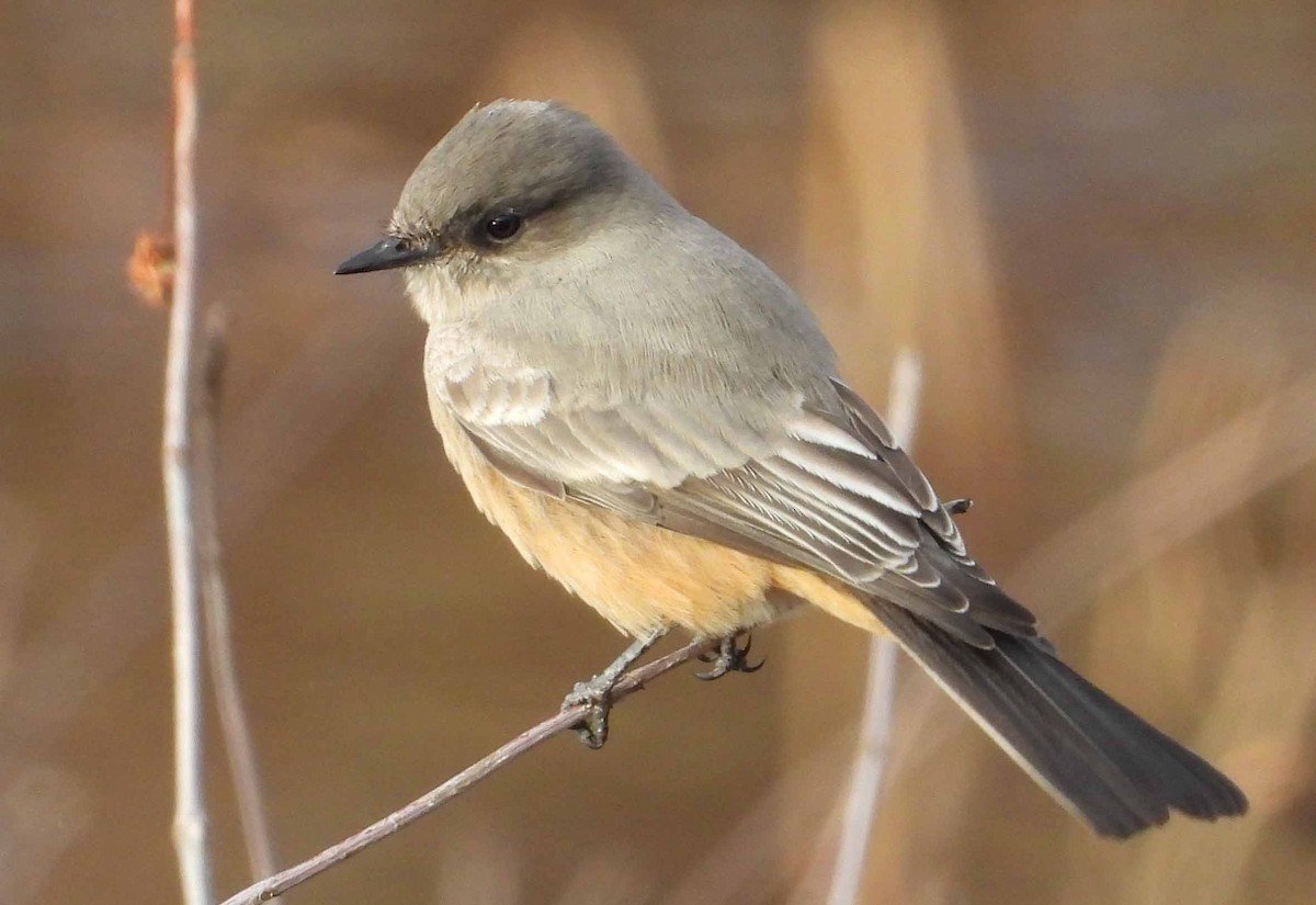 Say's Phoebe - Coleen Lawlor