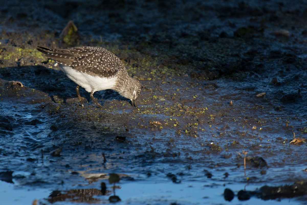 Solitary Sandpiper - Matthew Bell