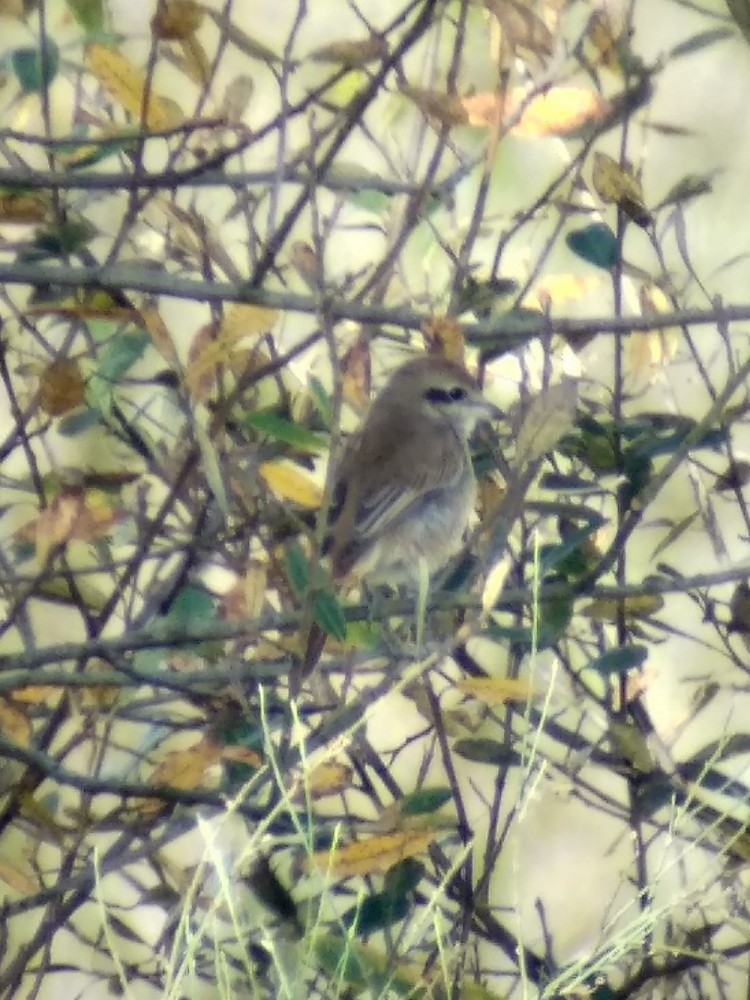 Brown Shrike - ML191020671