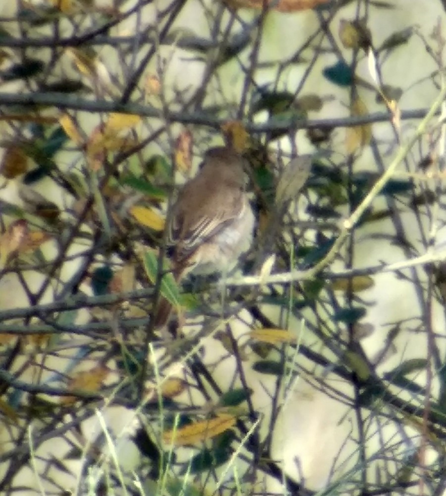 Brown Shrike - ML191020681