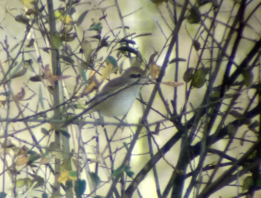 Brown Shrike - ML191020691