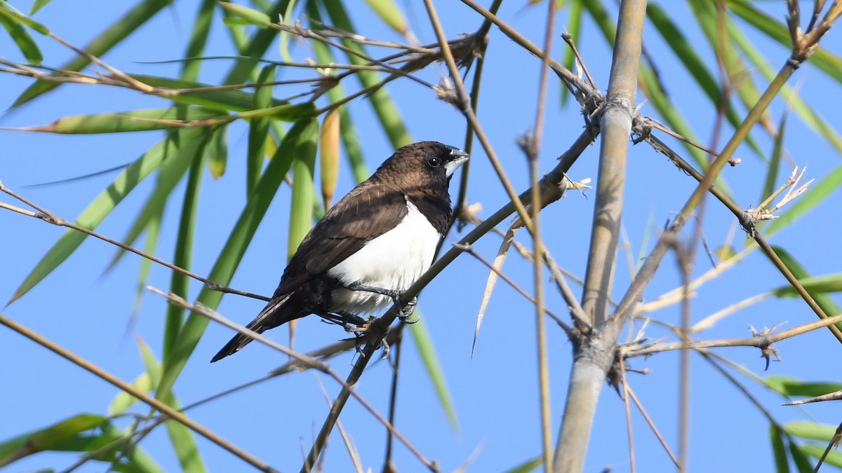 Javan Munia - Vlad Sladariu