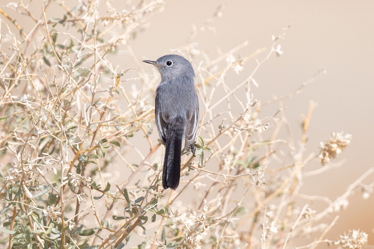 Black-tailed Gnatcatcher - Andrew Newmark