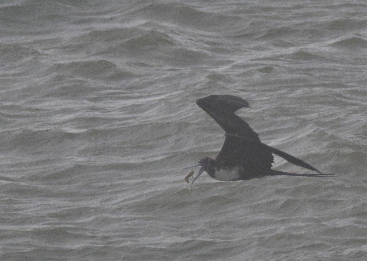 Magnificent Frigatebird - ML191021231