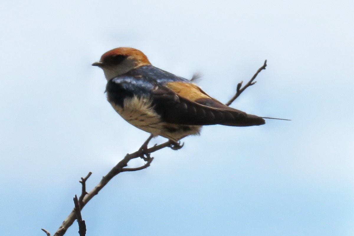 Greater Striped Swallow - ML191022081