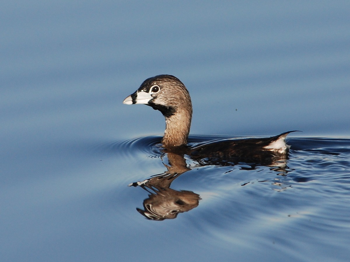 Pied-billed Grebe - Alan Van Norman